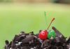 Black Forest Roll Cake recipe by Vika Butarbutar