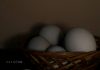Telur Asin Homemade by Uniqee Pricillaa Prameswarii