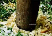 sayur tuttu resep Sayur daun ubi tumbuk dari makasar by Andi Widiar Wati