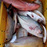 Cara siangi ikan untuk di Konsumsi 2 atau 3 hari atau 1 bulan ke depan by Elliyah Lim 3
